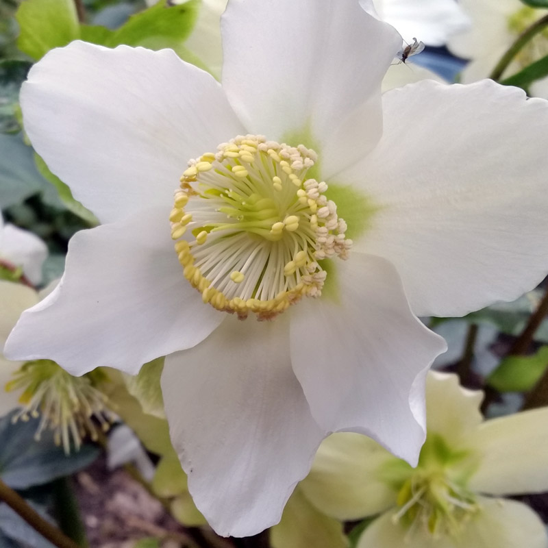 Artikelbild 2 des Artikels “Christrose, weiß “