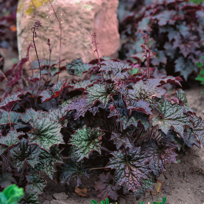 Artikelbild 2 des Artikels “Purpurglöckchen, weiß “