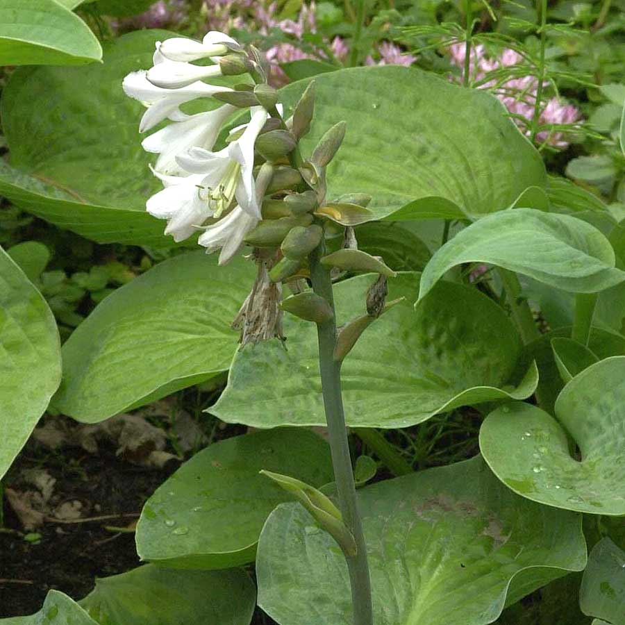Artikelbild 2 des Artikels “Große Blaublatt-Funkie “