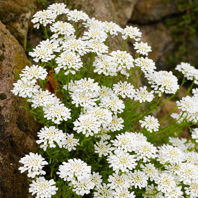 Artikelbild 2 des Artikels “Schleifenblume “