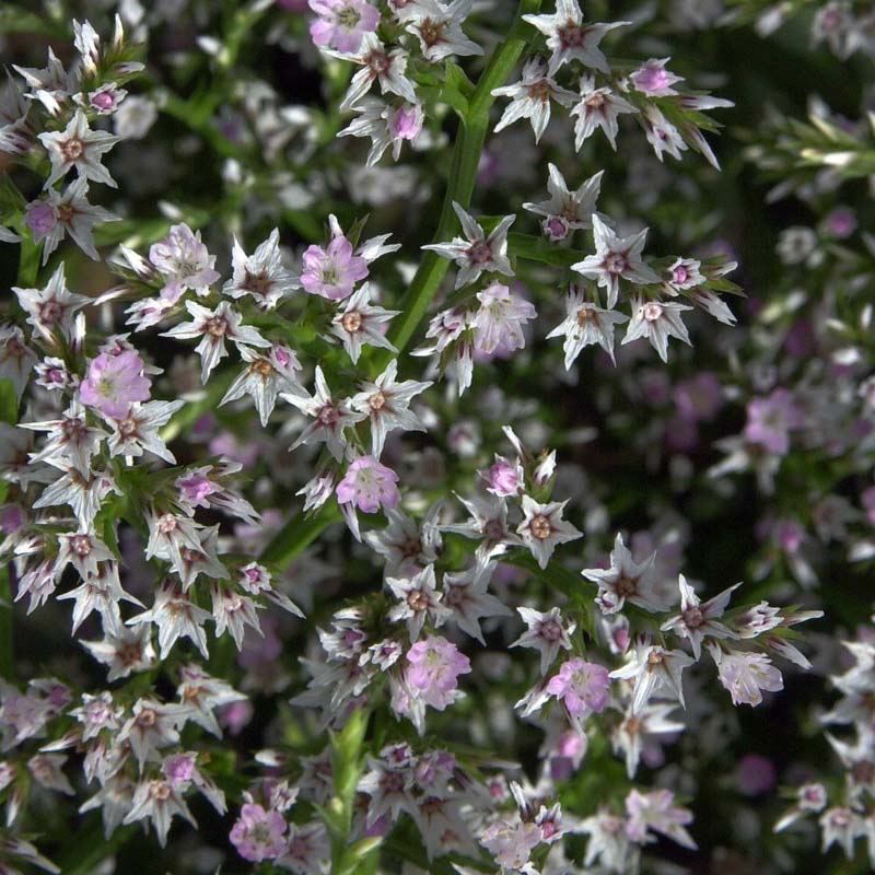 Artikelbild 2 des Artikels “Strandflieder, weiß “