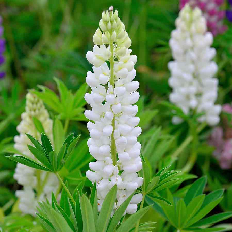 Artikelbild 2 des Artikels “Lupine, weiß “