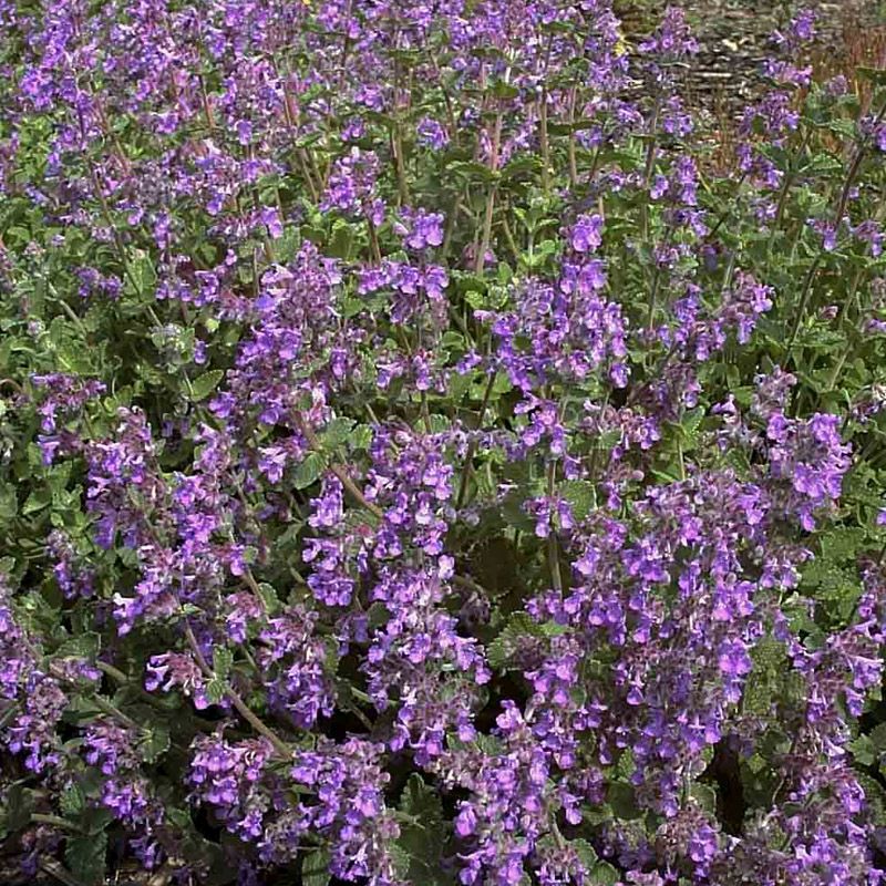 Artikelbild 2 des Artikels “Katzenminze, lilablau “