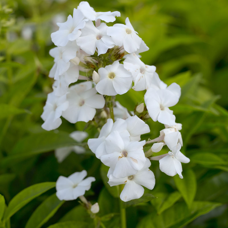 Artikelbild 2 des Artikels “Flammenblume, weiß “