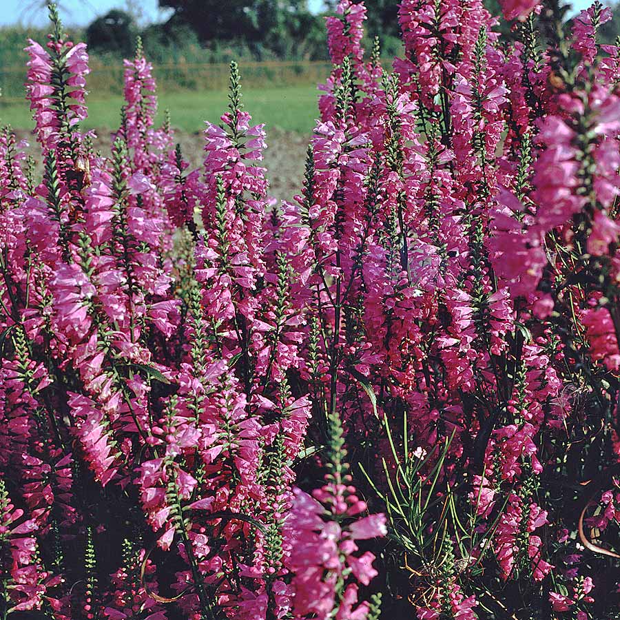 Artikelbild 2 des Artikels “Gelenkblume, violettrosa “