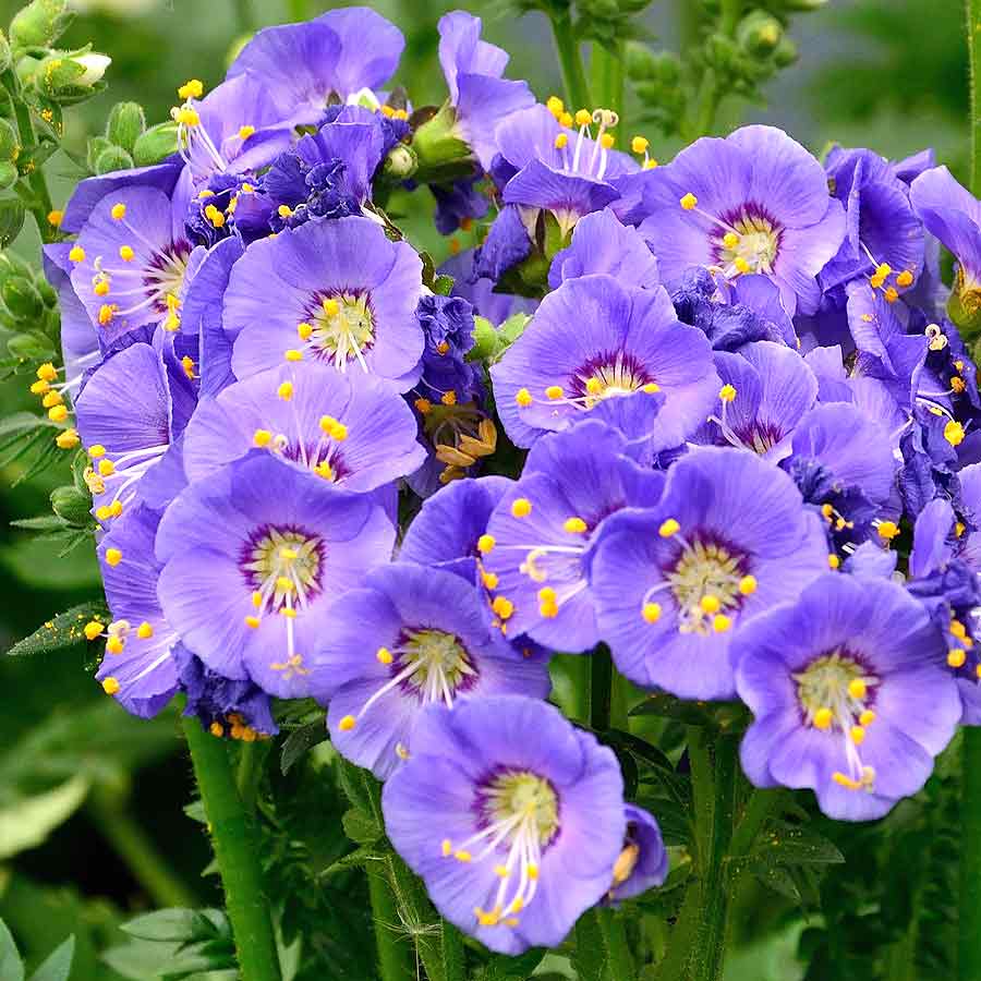 Artikelbild 2 des Artikels “Jakobsleiter “