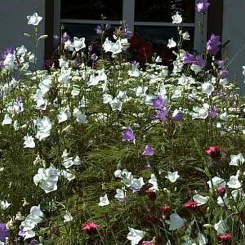 Artikelbild 2 des Artikels “Pfirsich-Glockenblume, weiß “