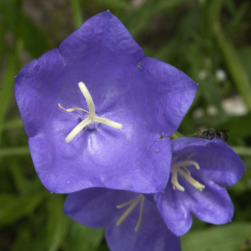 Artikelbild 2 des Artikels “Pfirsich-Glockenblume, blau “