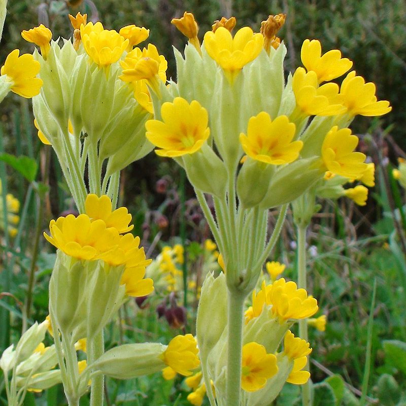 Artikelbild 2 des Artikels “Frühlings-Schlüsselblume “