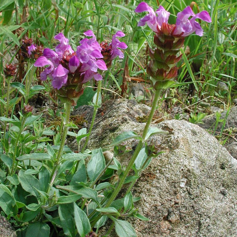 Artikelbild 2 des Artikels “Braunelle, violettblau “