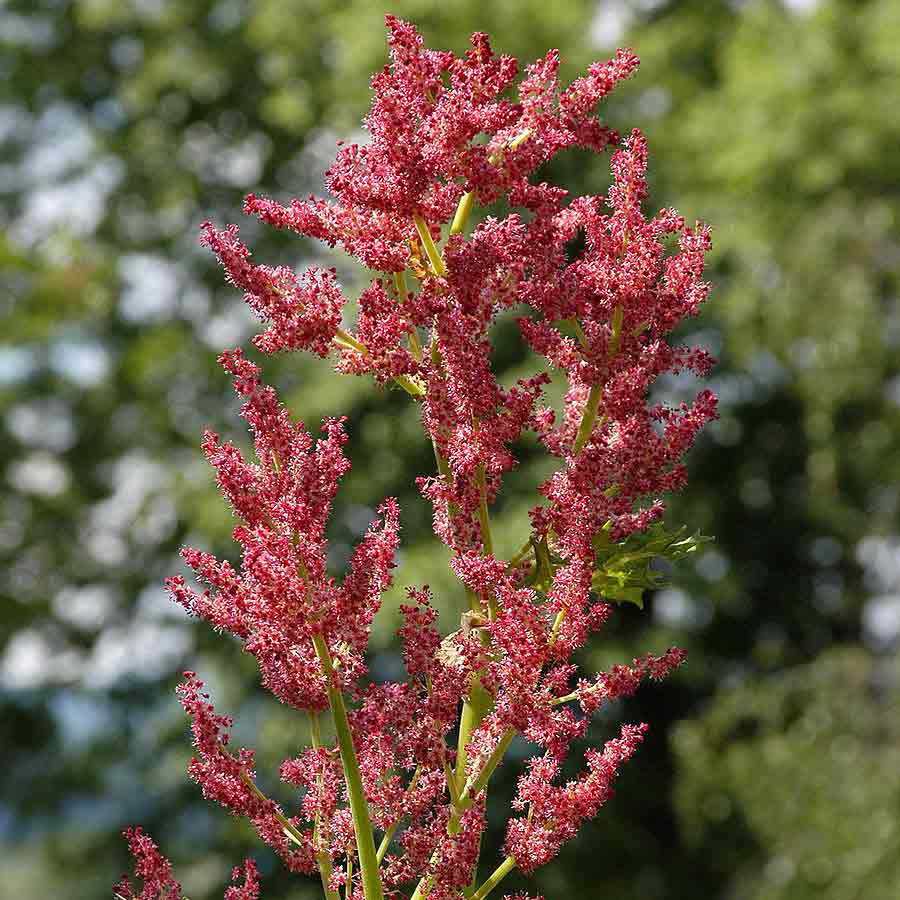 Artikelbild 2 des Artikels “Zier-Rhabarber “