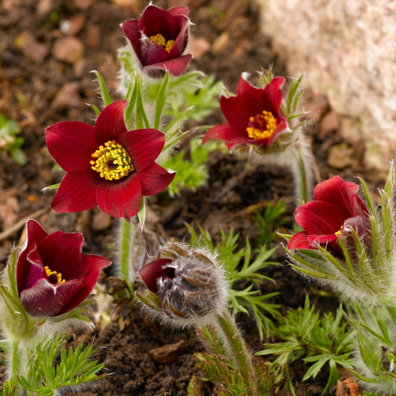 Artikelbild 2 des Artikels “Küchenschelle, rot “
