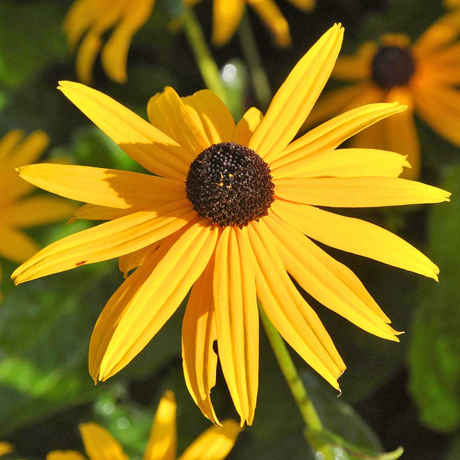 Artikelbild 2 des Artikels “Sonnenhut, gelb-schwarz “