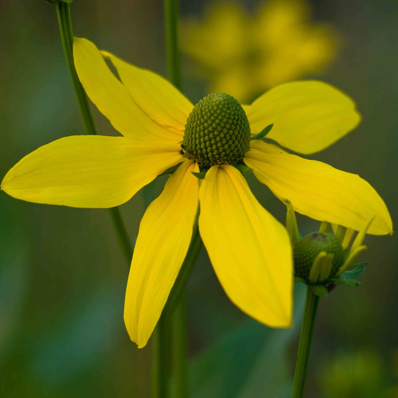 Artikelbild 2 des Artikels “Sonnenhut “