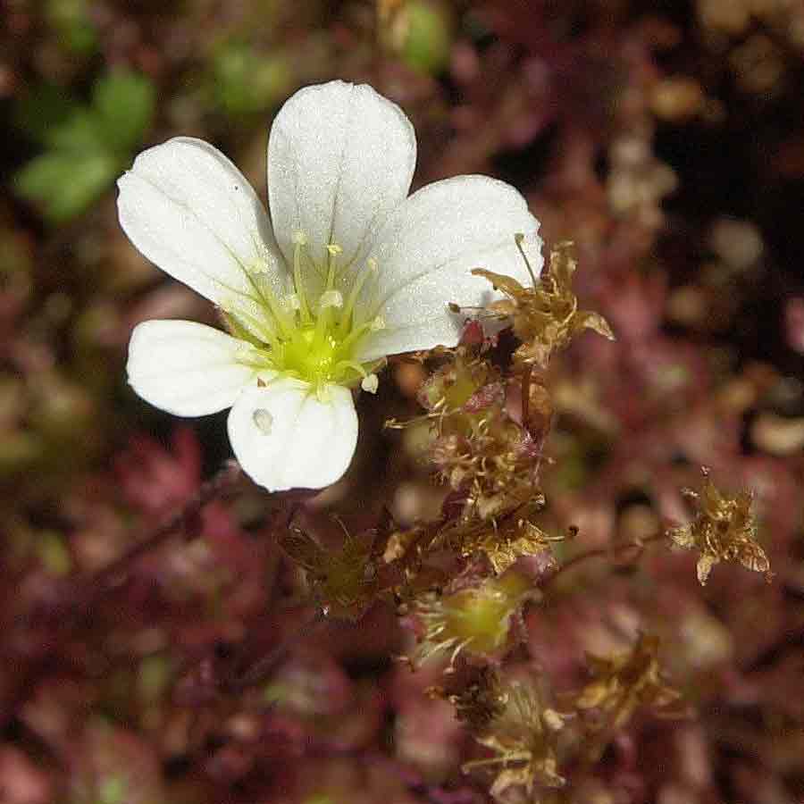 Artikelbild 2 des Artikels “Moos-Steinbrech “