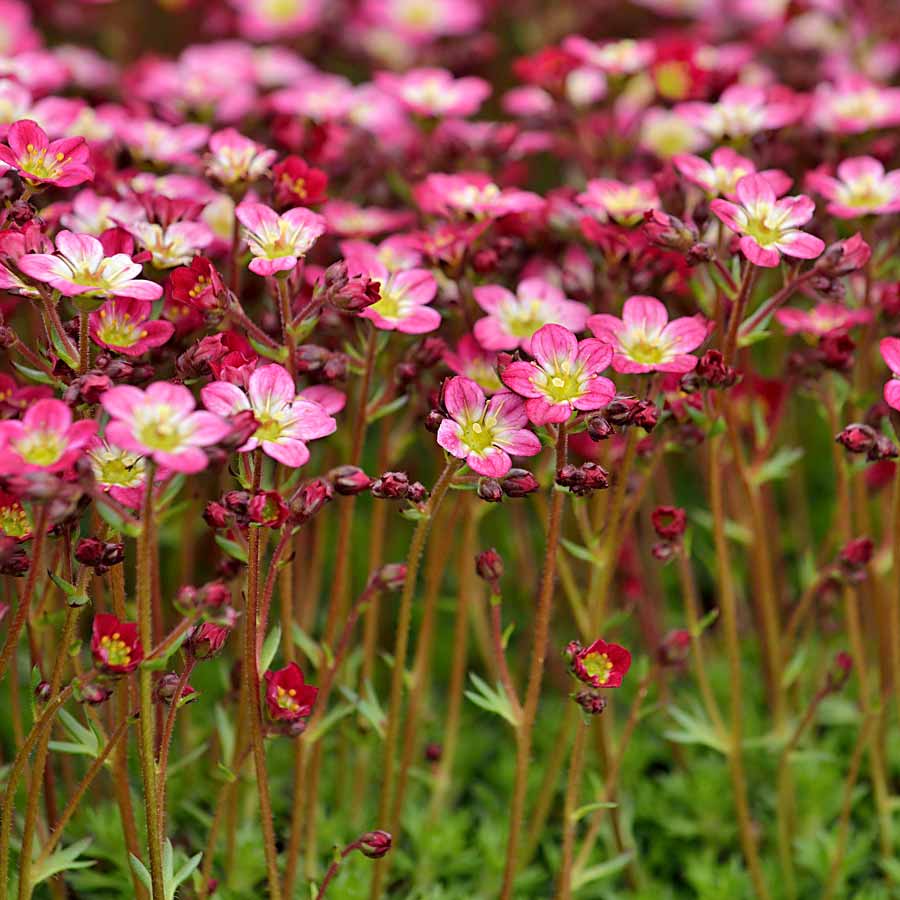 Artikelbild 2 des Artikels “Steinbrech, rosa “