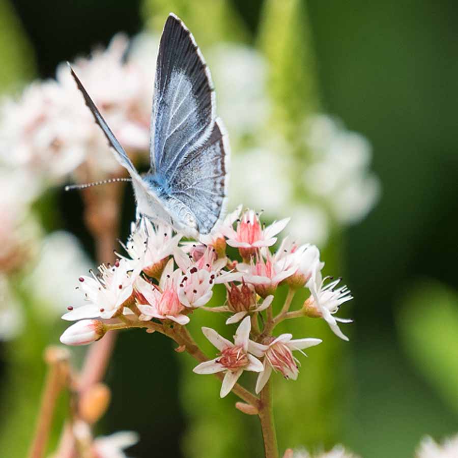 Artikelbild 2 des Artikels “Weißer Mauerpfeffer “