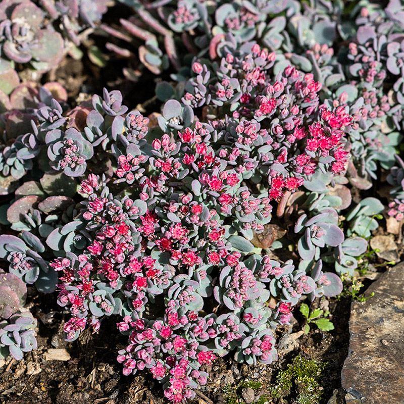 Artikelbild 2 des Artikels “Felsen-Fetthenne “