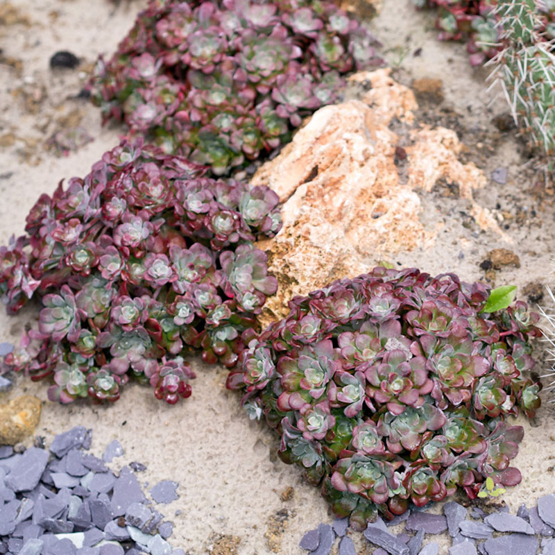 Artikelbild 2 des Artikels “Rotspatel-Fetthenne “