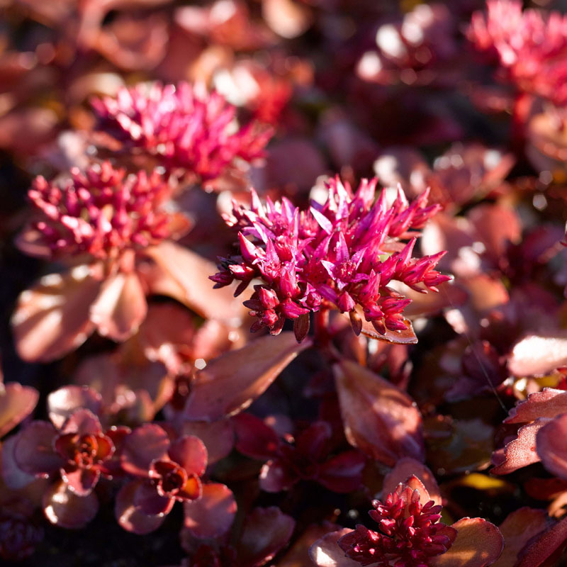 Artikelbild 2 des Artikels “Fetthenne, rot “