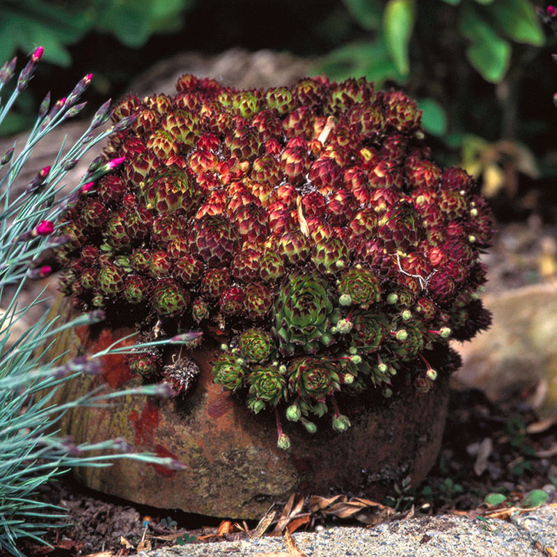 Artikelbild 2 des Artikels “Hauswurz, Steinrose “