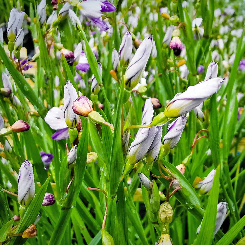 Artikelbild 2 des Artikels “Schmalblättrige Binsenlilie, blau “