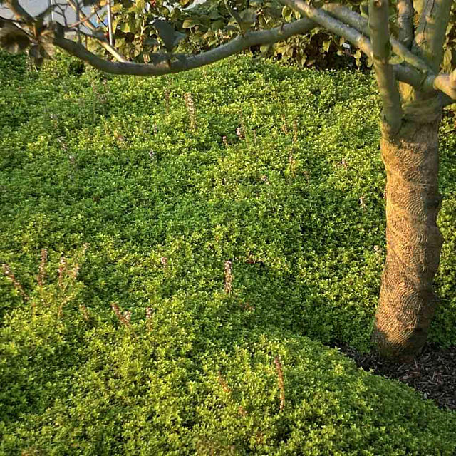 Artikelbild 2 des Artikels “Zitronen-Thymian “