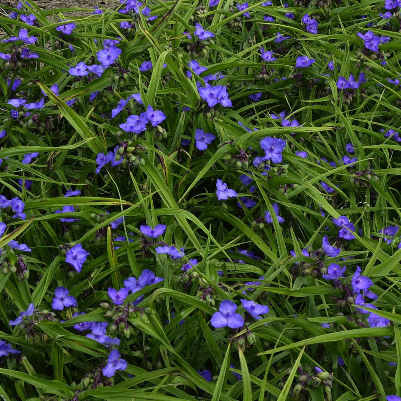 Artikelbild 2 des Artikels “Dreimasterblume, blau “