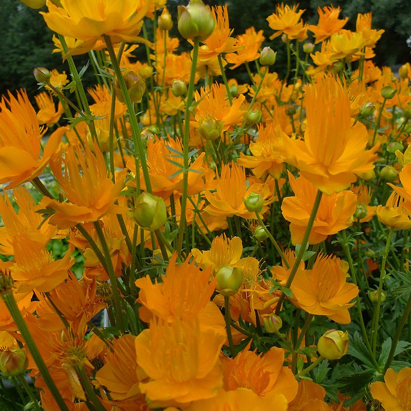 Artikelbild 2 des Artikels “Trollblume “