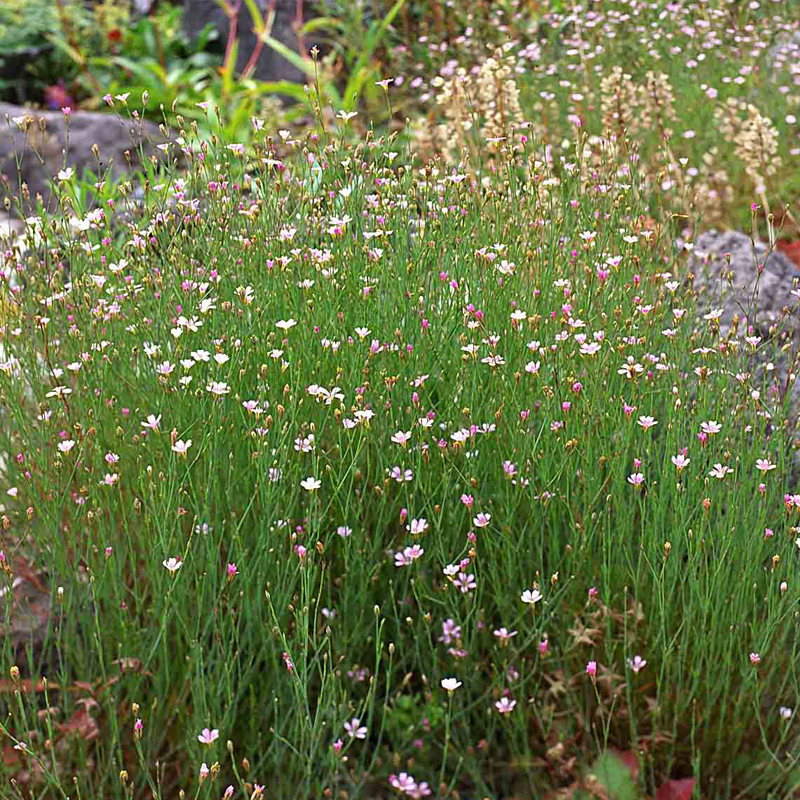 Artikelbild 2 des Artikels “Felsennelke “