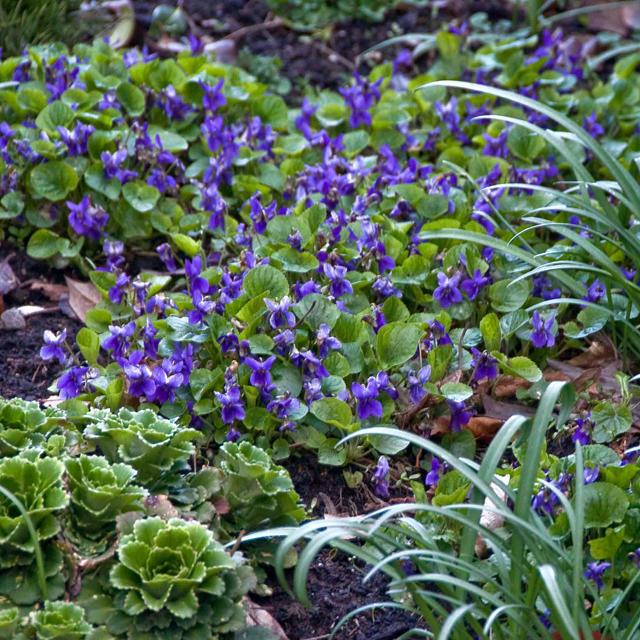 Artikelbild 2 des Artikels “Duft-Veilchen “