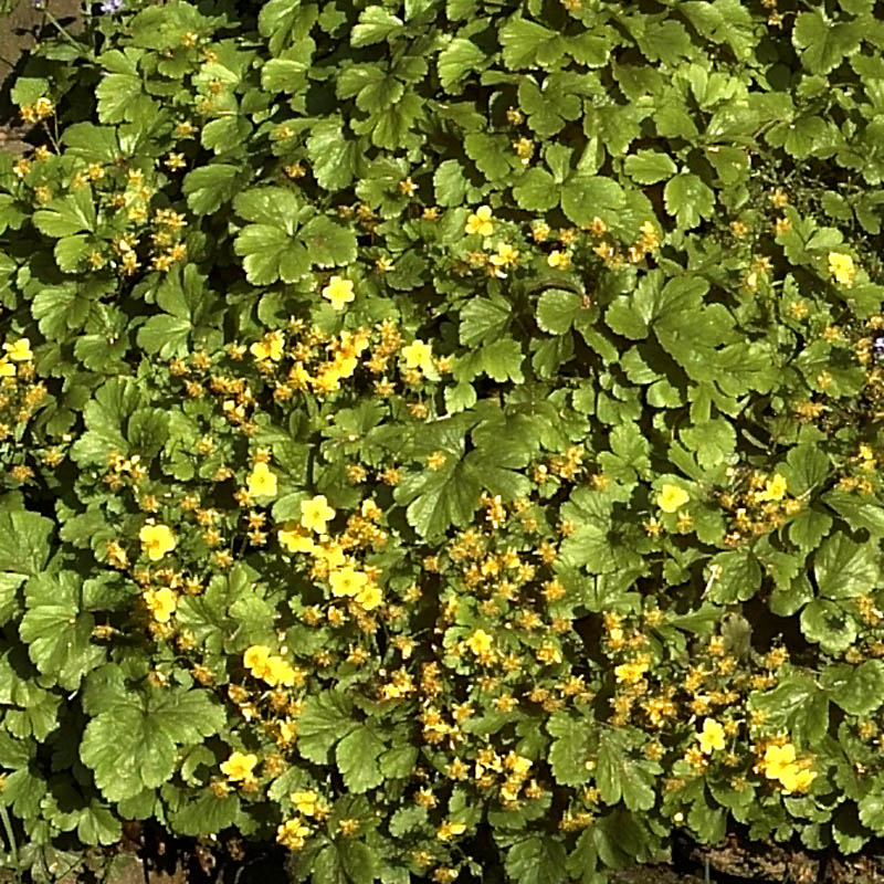 Artikelbild 2 des Artikels “Golderdbeere “