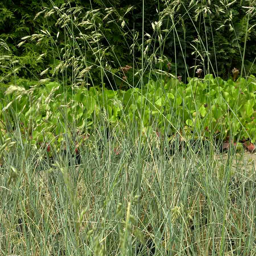 Artikelbild 2 des Artikels “Blaustrahlhafer “