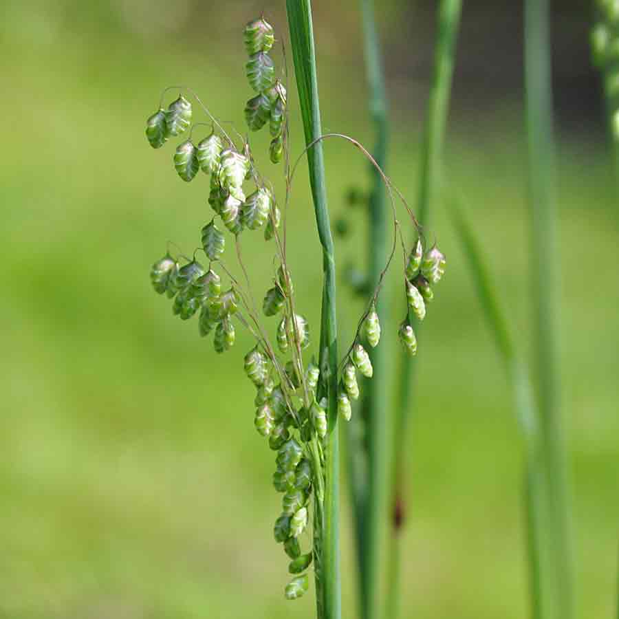 Artikelbild 2 des Artikels “Zittergras “