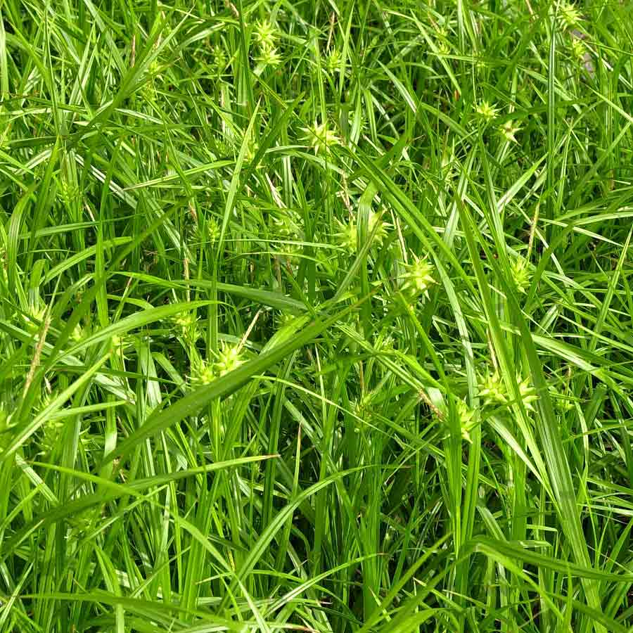 Artikelbild 2 des Artikels “Morgenstern-Segge “