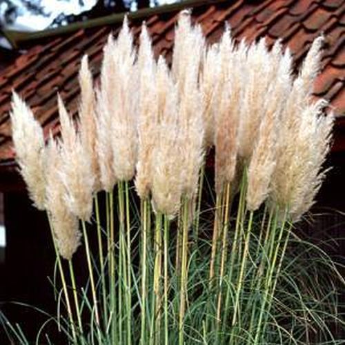 Artikelbild 2 des Artikels “Pampasgras, weiß “