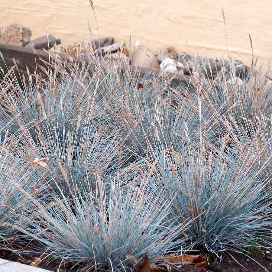 Artikelbild 2 des Artikels “Blauschwingel “