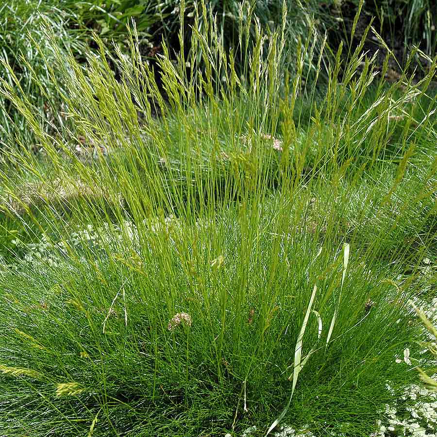 Artikelbild 2 des Artikels “Bärenfellschwingel “