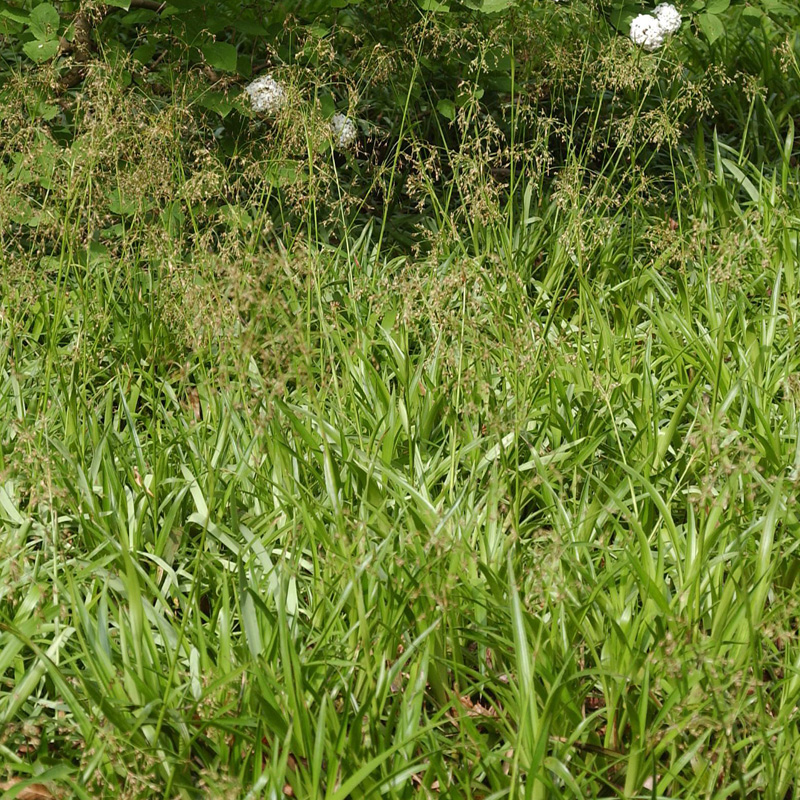 Artikelbild 2 des Artikels “Hainsimse, Wald-Marbel “