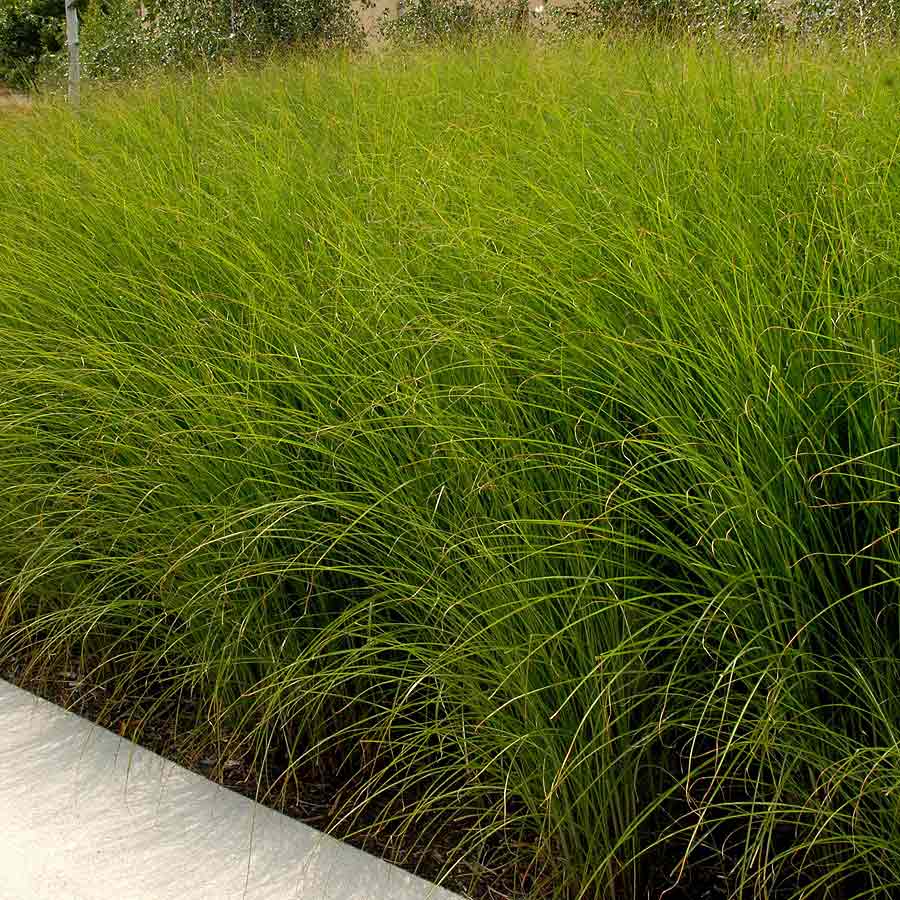 Artikelbild 2 des Artikels “Feinblatt-Chinaschilf “