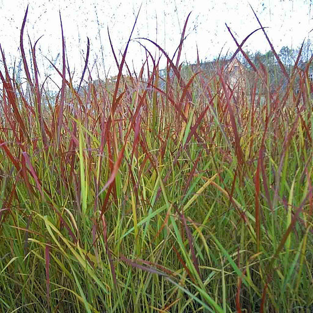 Artikelbild 2 des Artikels “Rutenhirse “