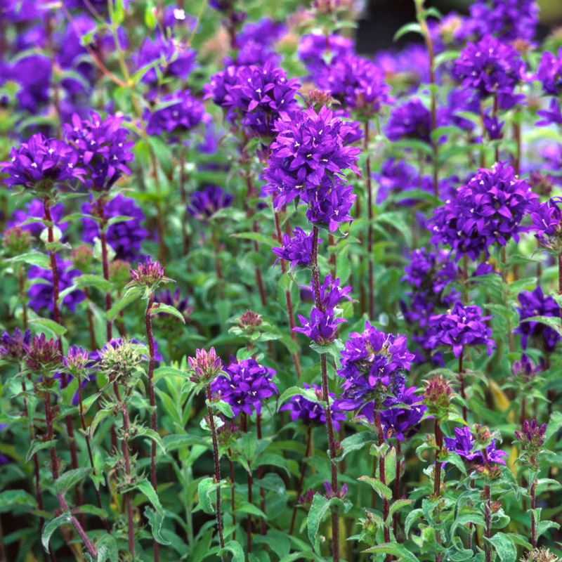 Artikelbild 2 des Artikels “Knäuel-Glockenblume “