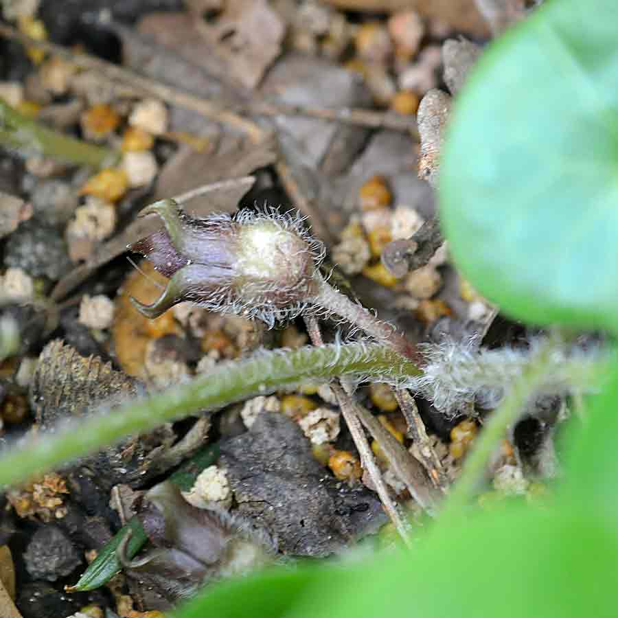 Artikelbild 2 des Artikels “Haselwurz “