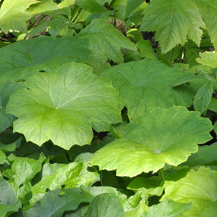 Artikelbild 2 des Artikels “Tafelblatt “