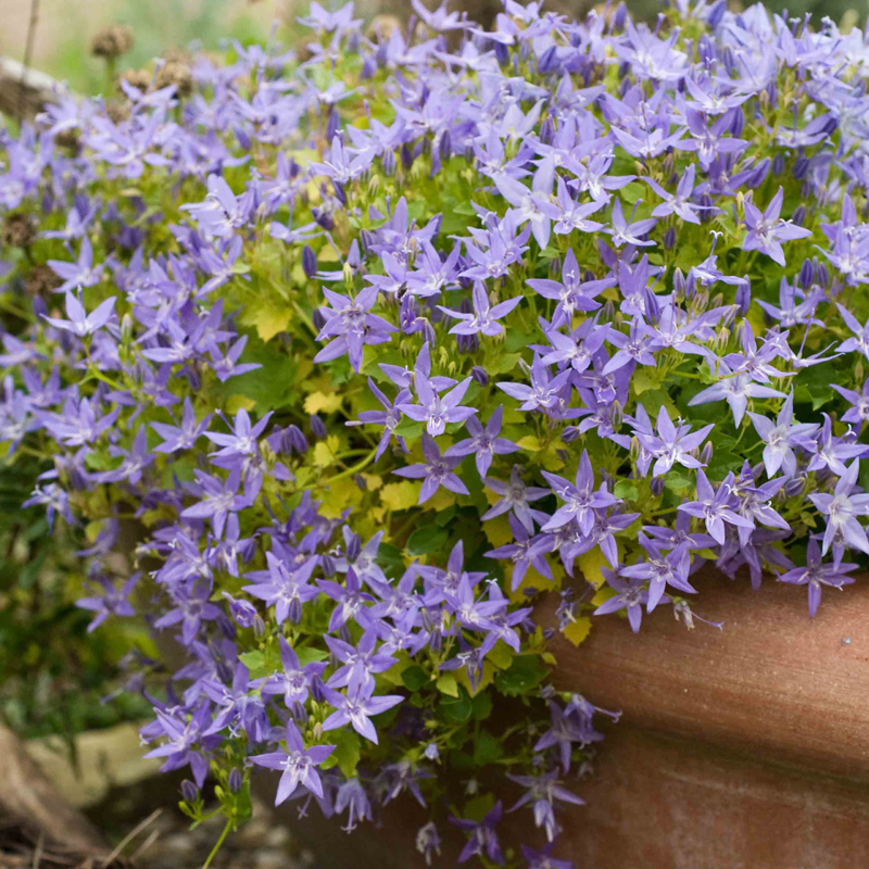 Artikelbild 2 des Artikels “Stern-Polster-Glockenblume “