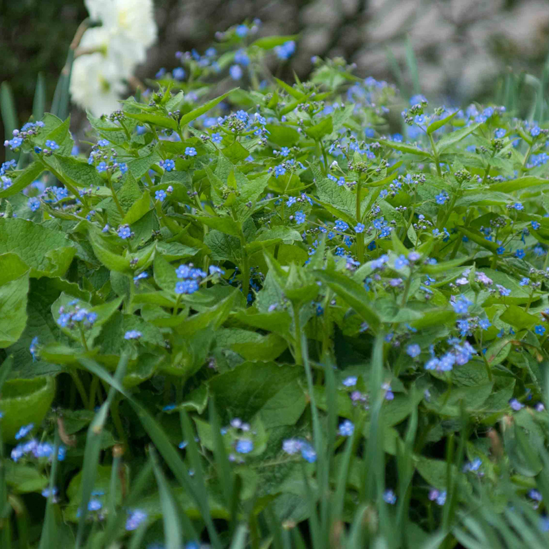 Artikelbild 2 des Artikels “Kaukasus-Vergissmeinnicht, grünlaubig “