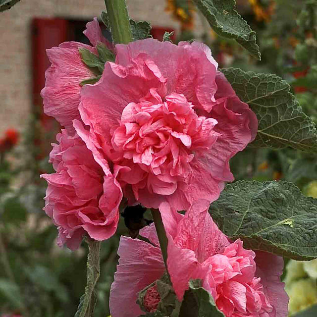 Artikelbild 2 des Artikels “Stockrose, gefüllt, rosa “
