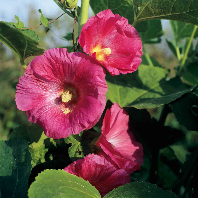 Artikelbild 2 des Artikels “Stockrose, einfach “