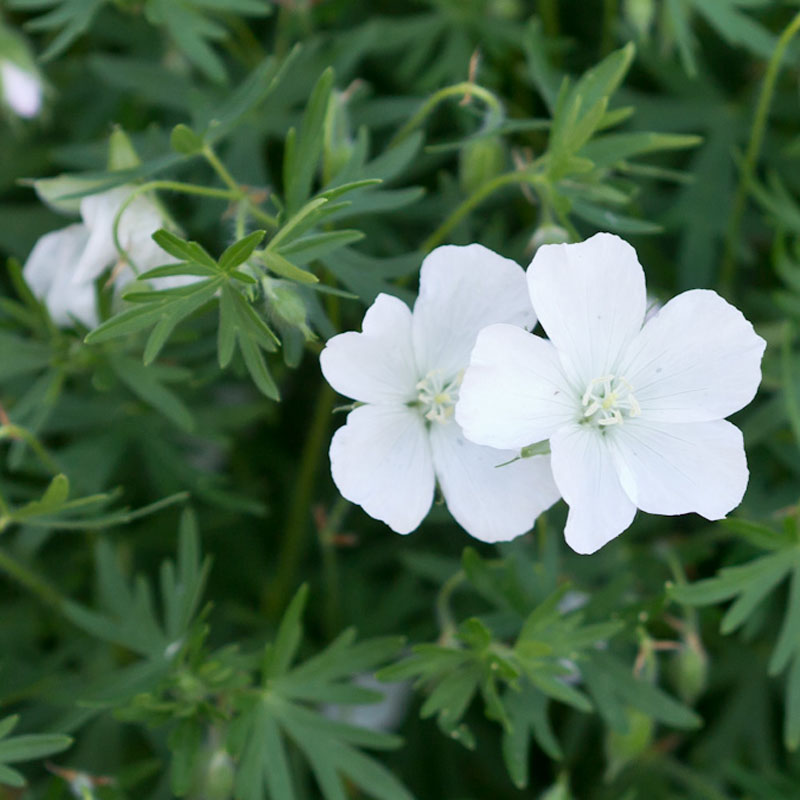 Artikelbild 2 des Artikels “Blut-Storchschnabel, weiß “