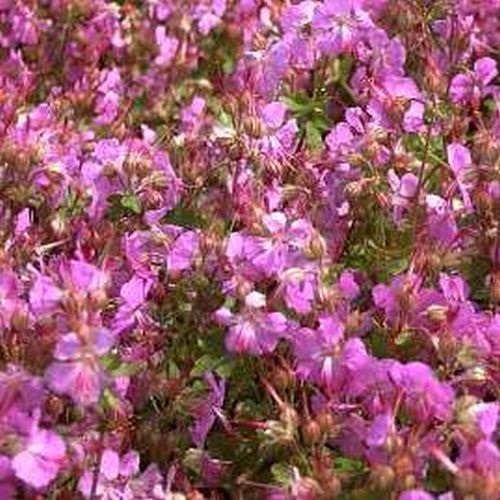 Artikelbild 2 des Artikels “Cambridge-Storchschnabel, rosarot “